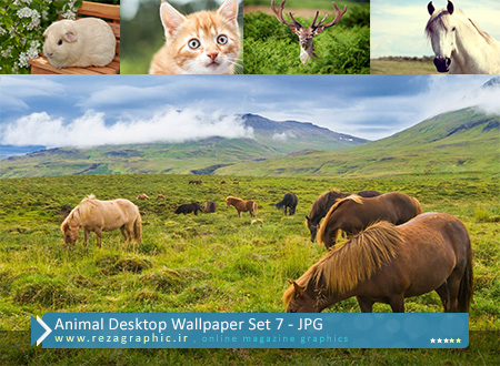 Animal Desktop Wallpaper Set 7 ( www.rezagraphic.ir )
