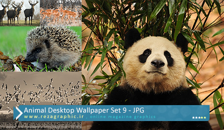 Animal Desktop Wallpaper Set 9 ( www.rezagraphic.ir )
