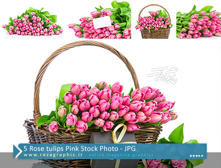 ۵ Rose tulips Pink Stock Photo ( www.rezagraphic.ir )