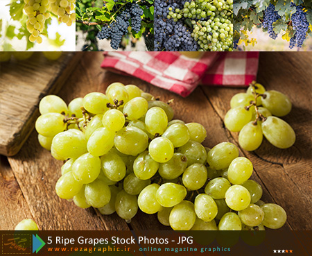 ۵ Ripe Grapes Stock Photos ( www.rezagraphic.ir )