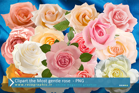 Clipart the Most gentle rose ( www.rezagraphic.ir )