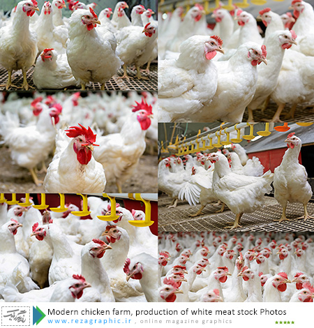 Modern chicken farm, production of white meat stock Photos ( www.rezagraphic.ir )